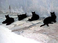 Gatti (109)